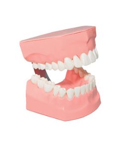 Paro Demo-Modell 2:1 2051