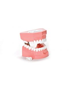 Morita Demomodell Zähne P3B-705